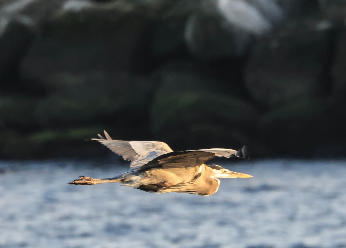 Garza Azulada - ML646388761