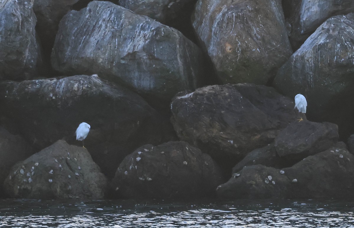 Garceta Nívea - ML646388762