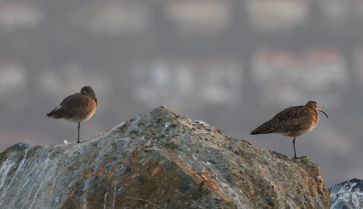 Zarapito Trinador Americano - ML646388763