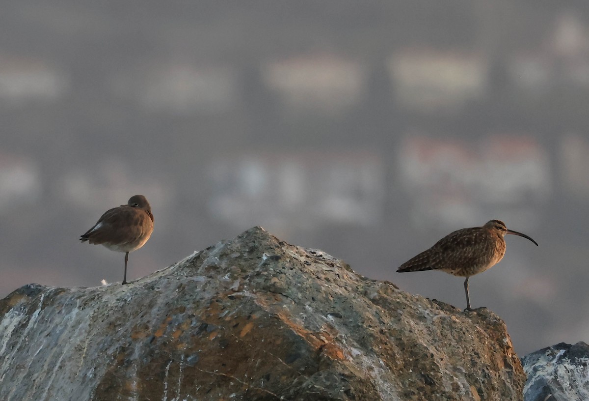 Zarapito Trinador Americano - ML646388764