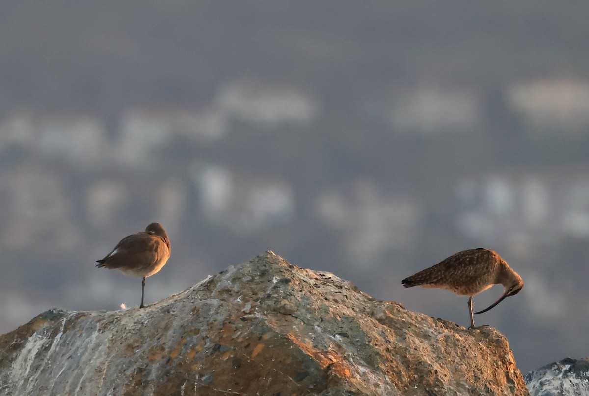 Zarapito Trinador Americano - ML646388765
