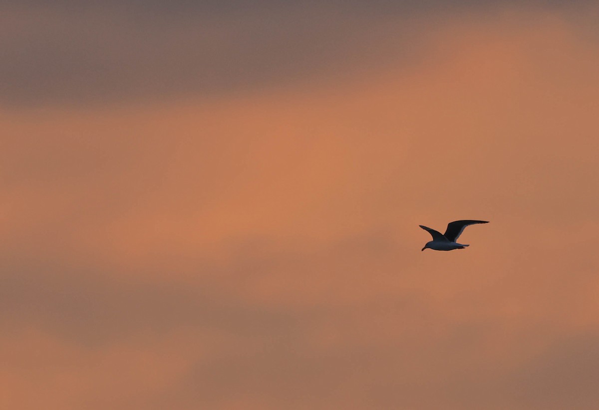 Gaviota Occidental - ML646388766