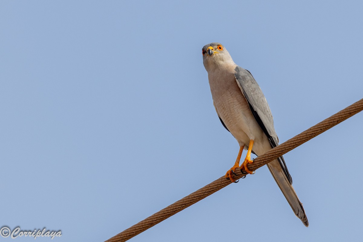 Gavilán Chikra - ML646388768