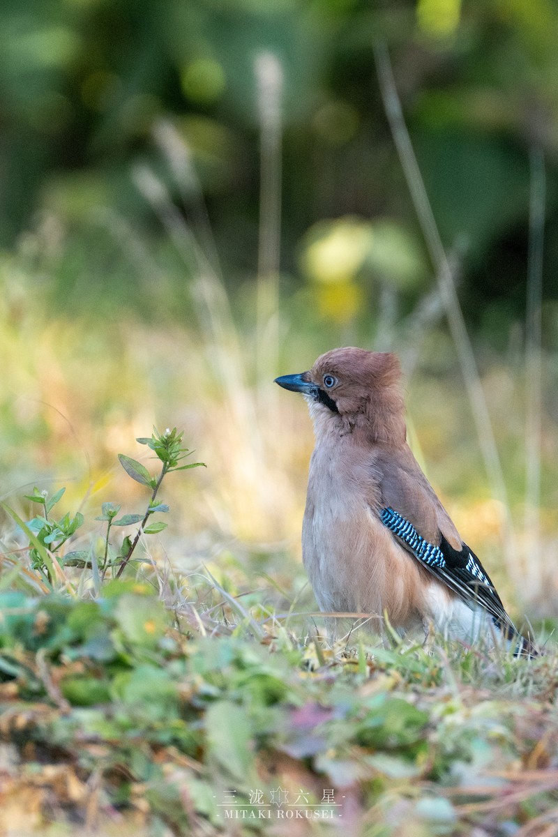 Arrendajo Euroasiático - ML646388769