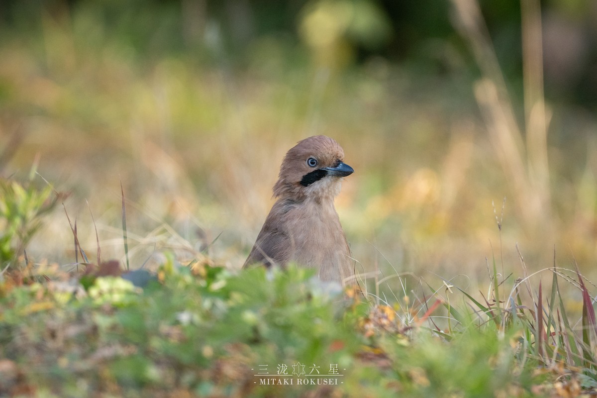Arrendajo Euroasiático - ML646388770