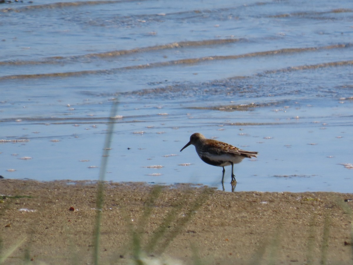 Correlimos Común - ML646388771