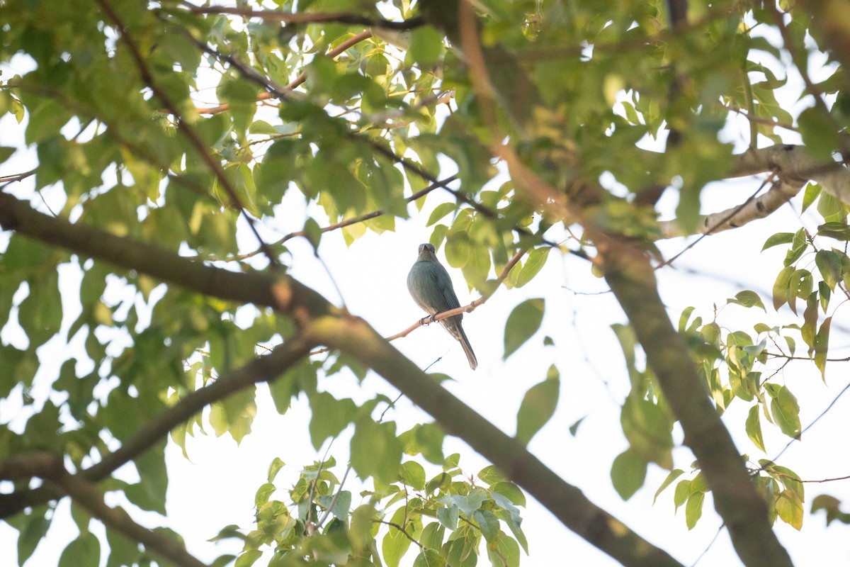 Papamoscas Verdín - ML646388772