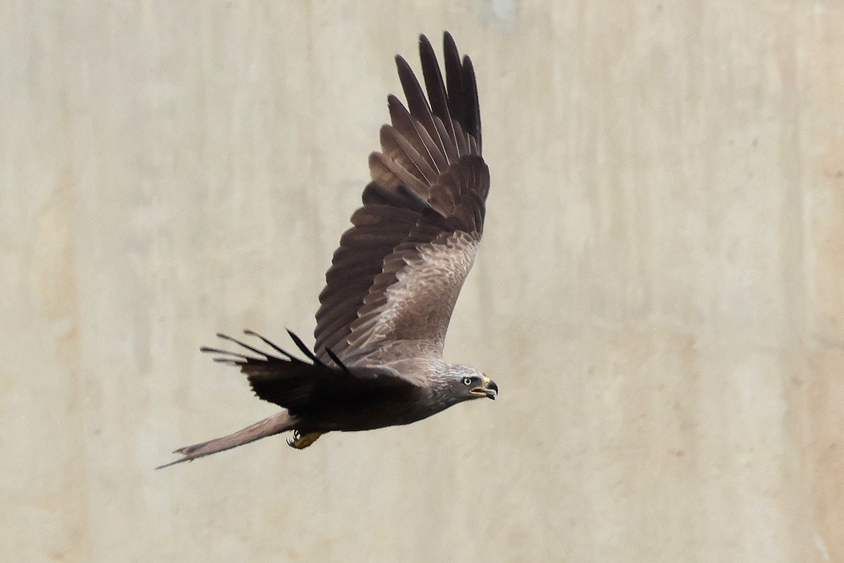 Milano Negro - ML646388773