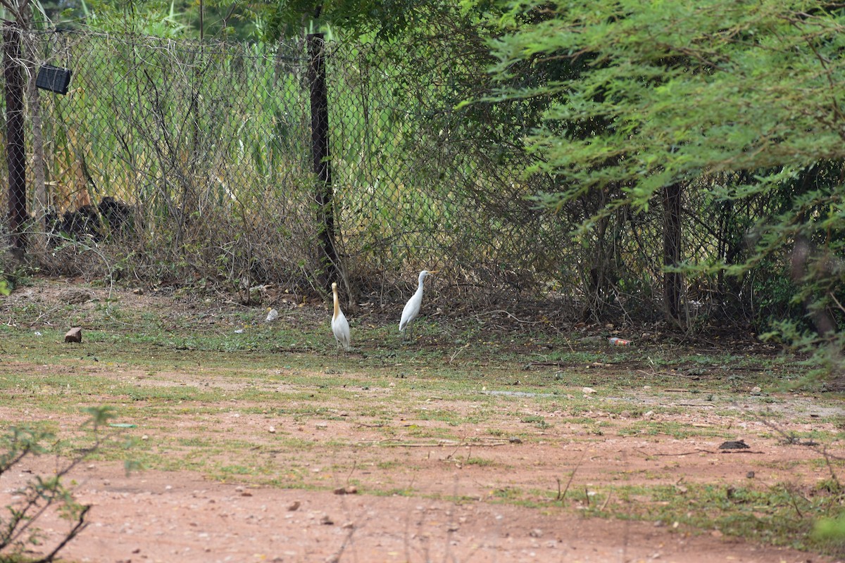 Garcilla Bueyera Oriental - ML646388776