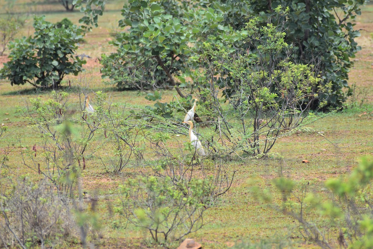 Garcilla Bueyera Oriental - ML646388777