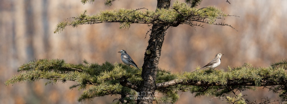 Lavandera Blanca (Siberia Oriental) - ML646388778