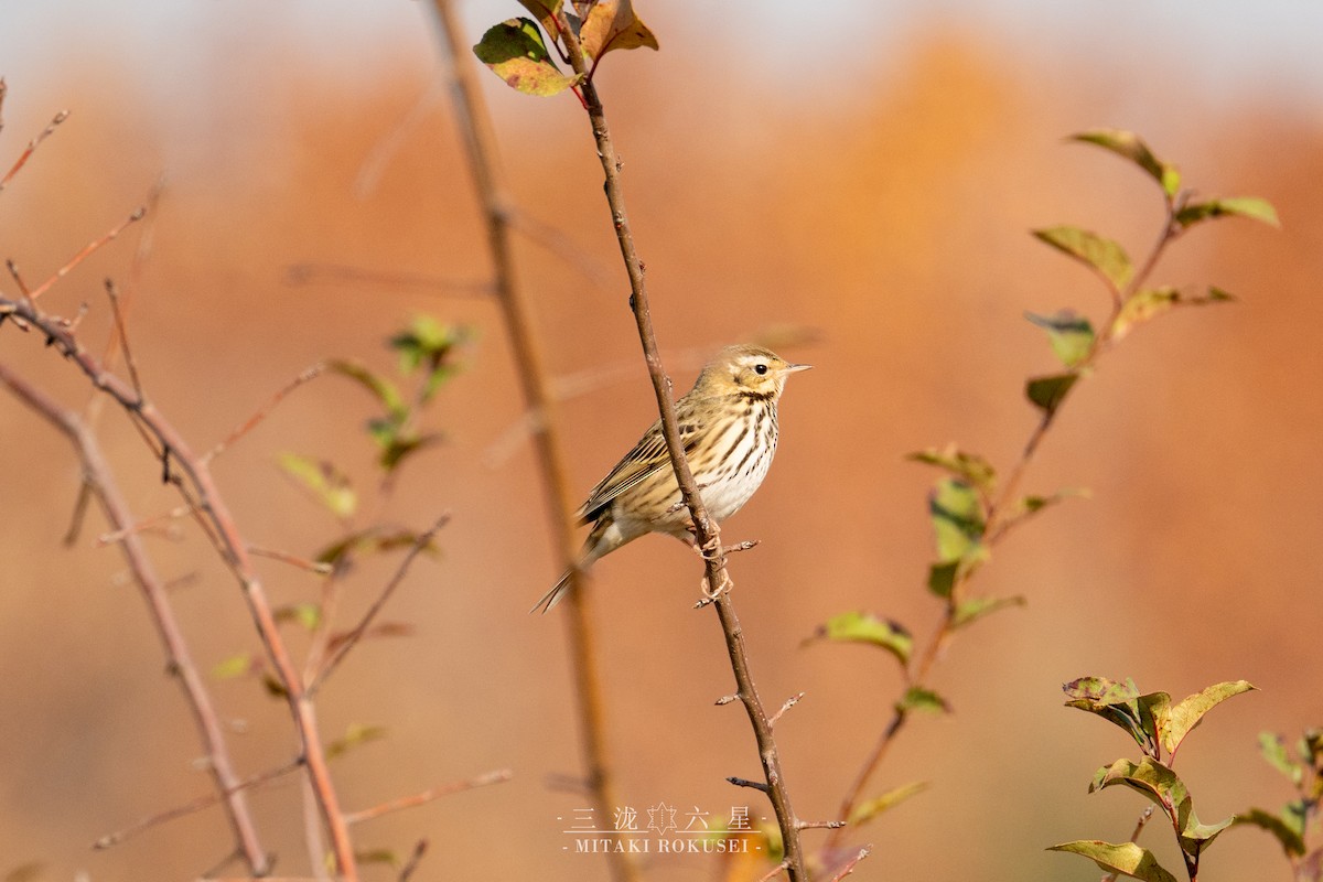 Bisbita de Hodgson - ML646388782