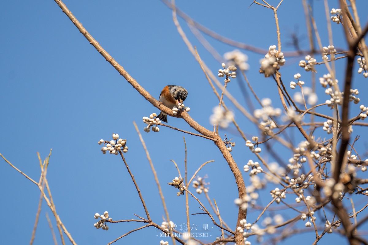 Pinzón Real - ML646388783