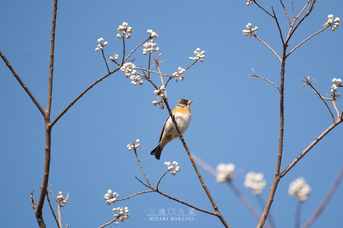 Pinzón Real - ML646388784