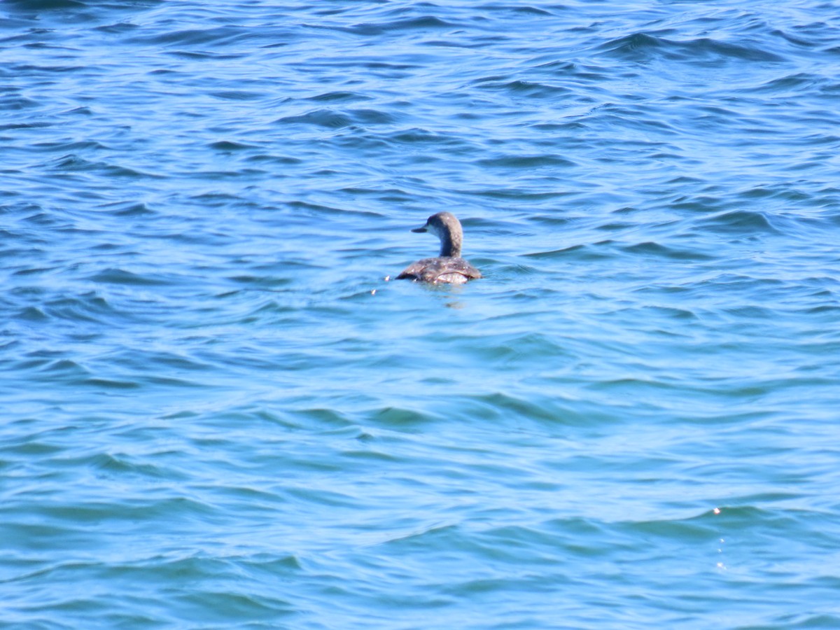 Colimbo Chico - ML646388787