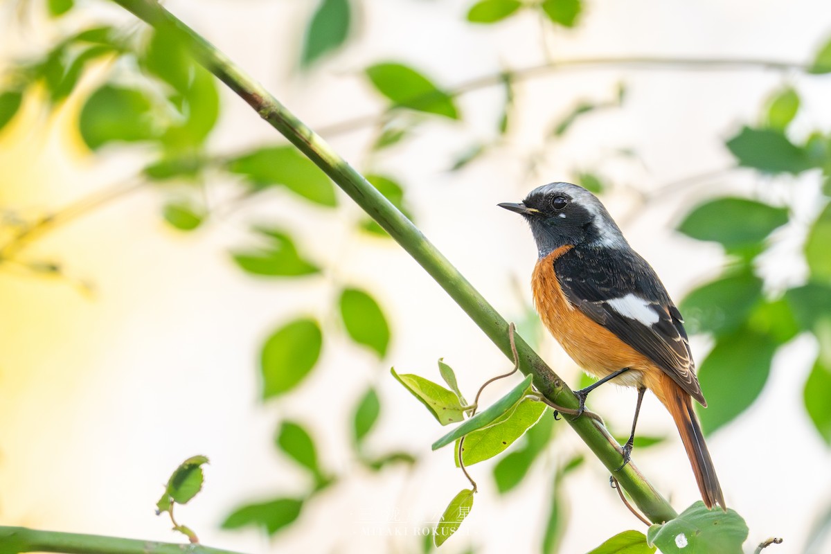 Colirrojo Dáurico - ML646388789