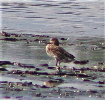 Green-winged Teal - ML646388791