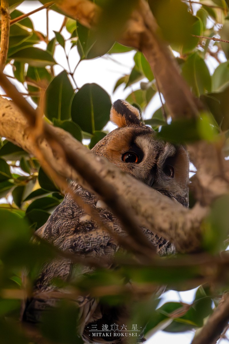 Búho Chico - ML646388793