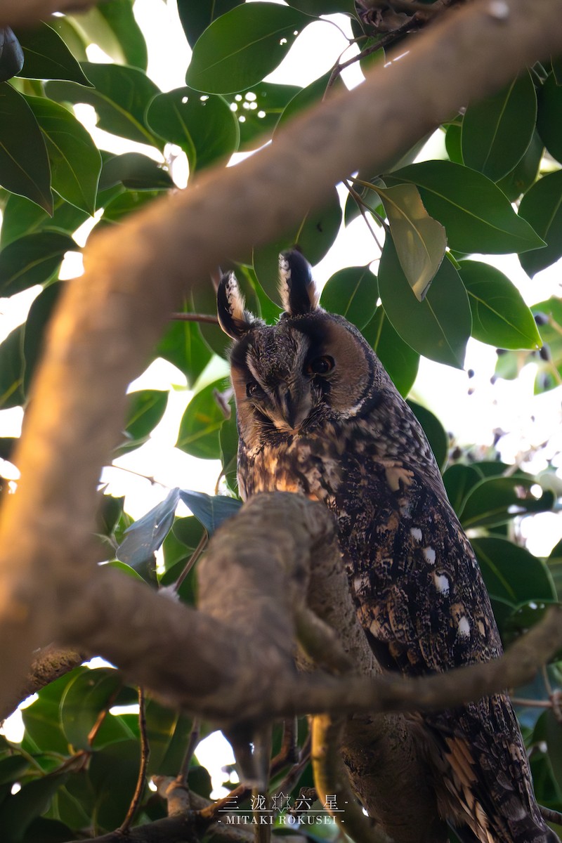 Búho Chico - ML646388794