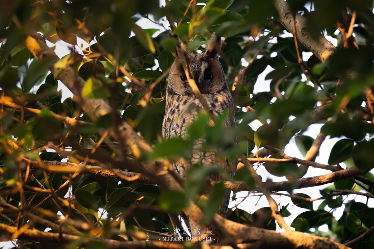 Búho Chico - ML646388796