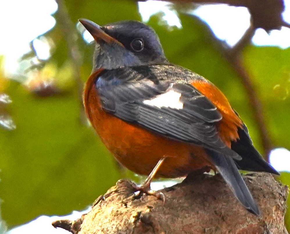 Blue-capped Rock-Thrush - ML646388798