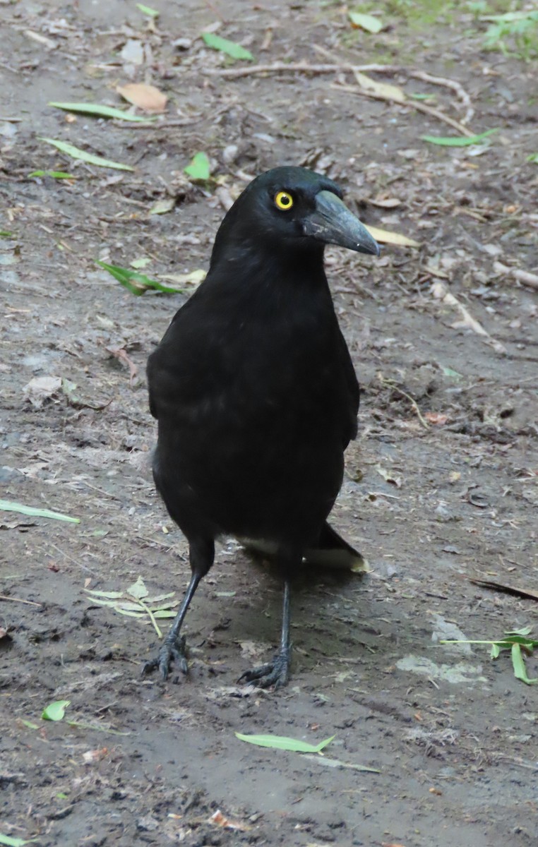 Pied Currawong - ML646388799