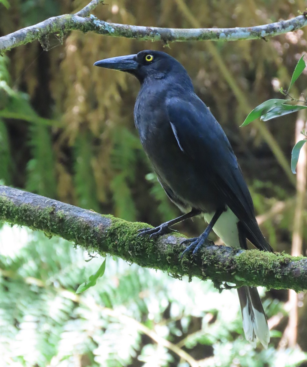 Pied Currawong - ML646388800