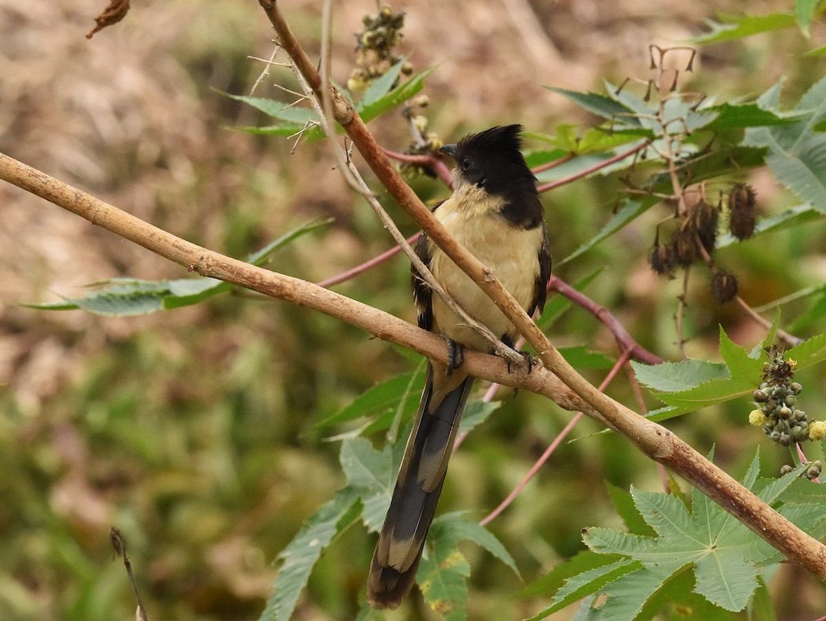 Pied Cuckoo - ML646388802