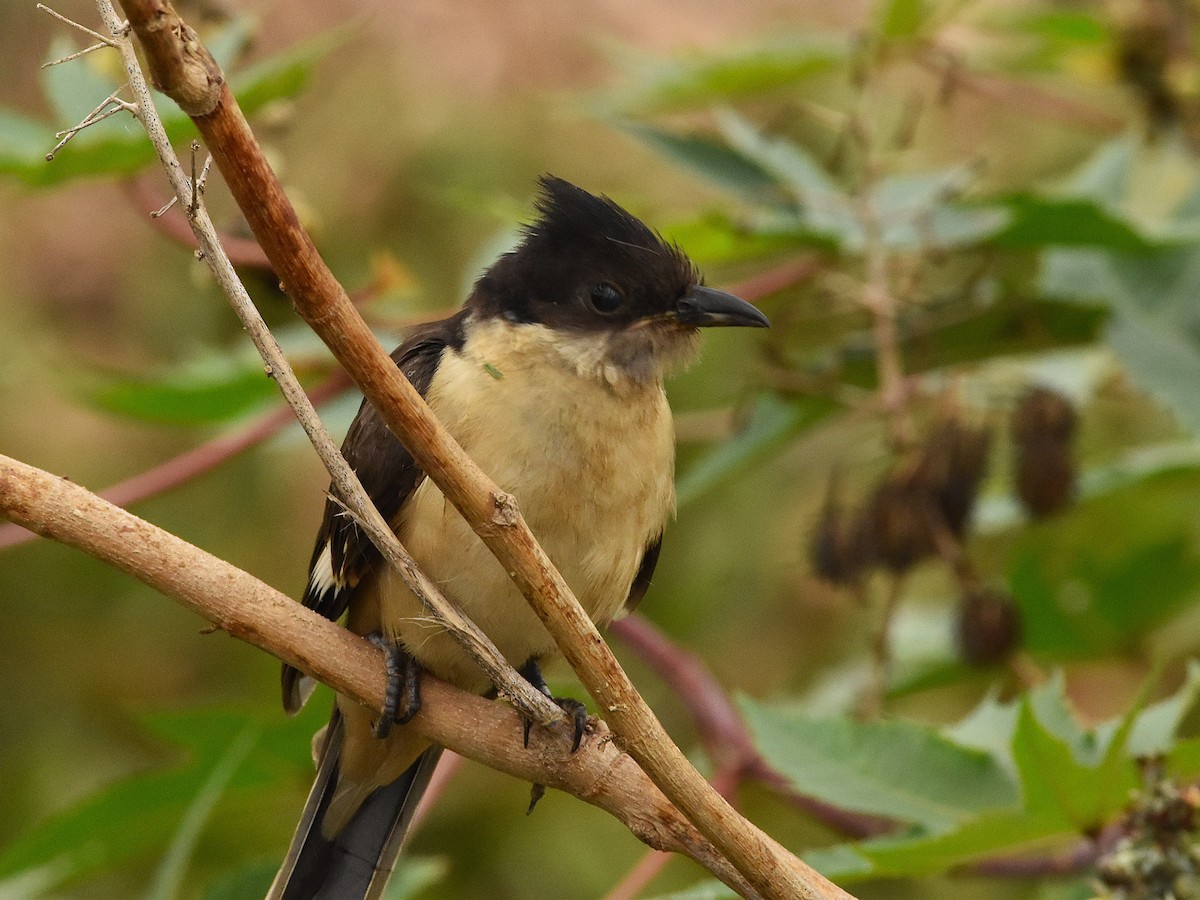 Pied Cuckoo - ML646388803