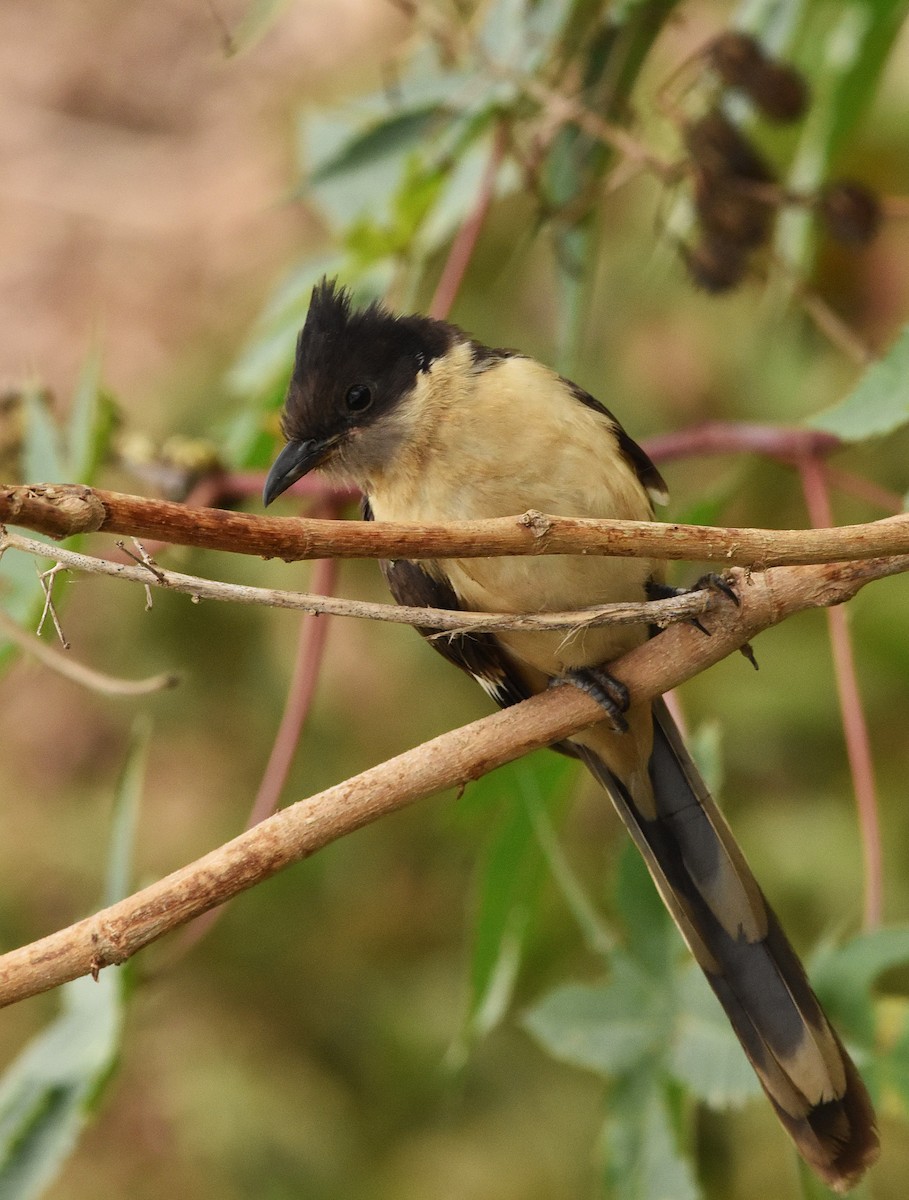 Pied Cuckoo - ML646388804