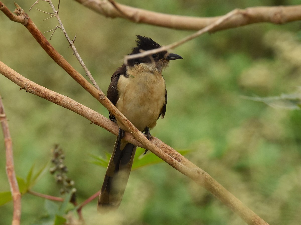 Pied Cuckoo - ML646388805