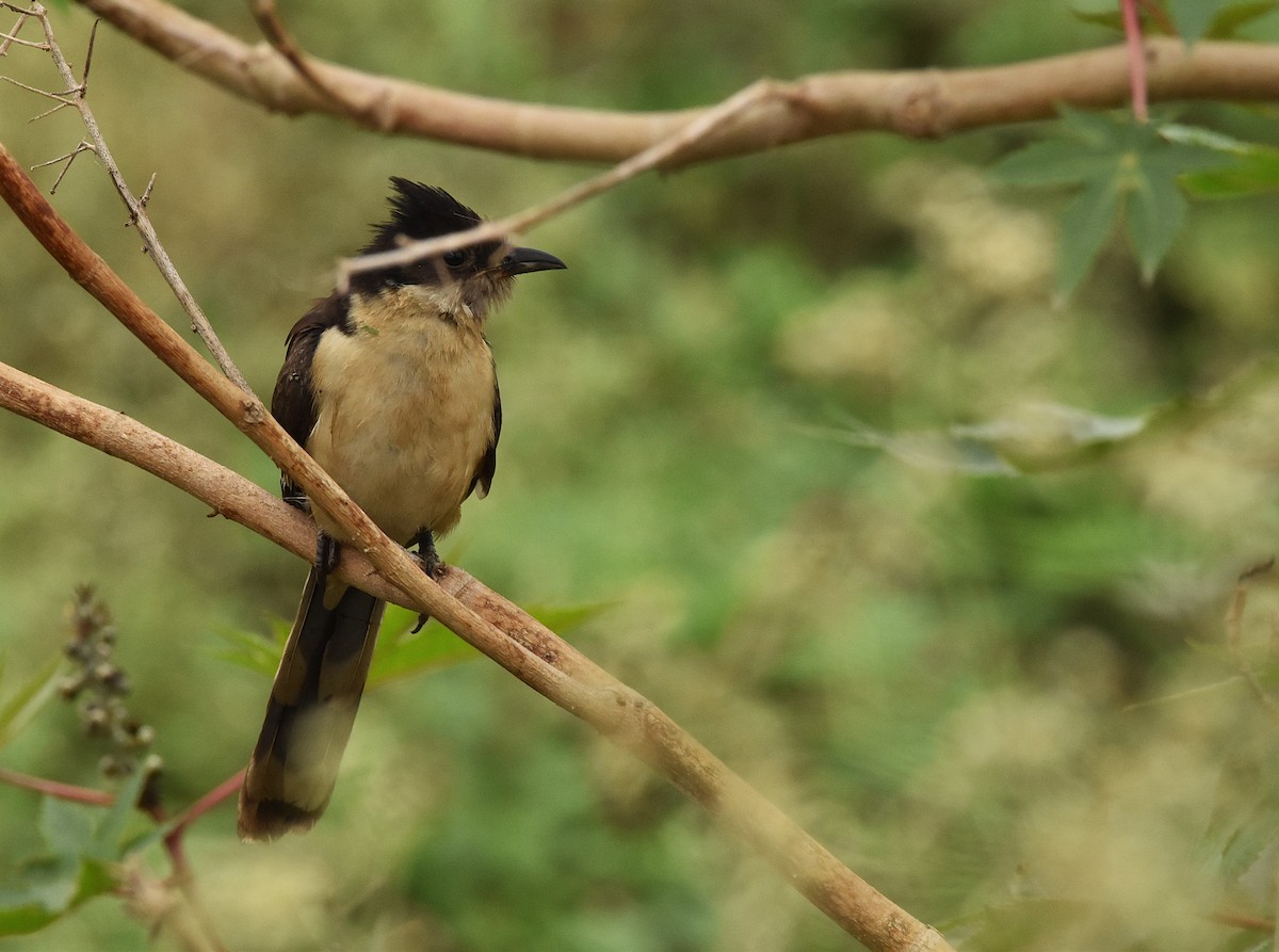Pied Cuckoo - ML646388806