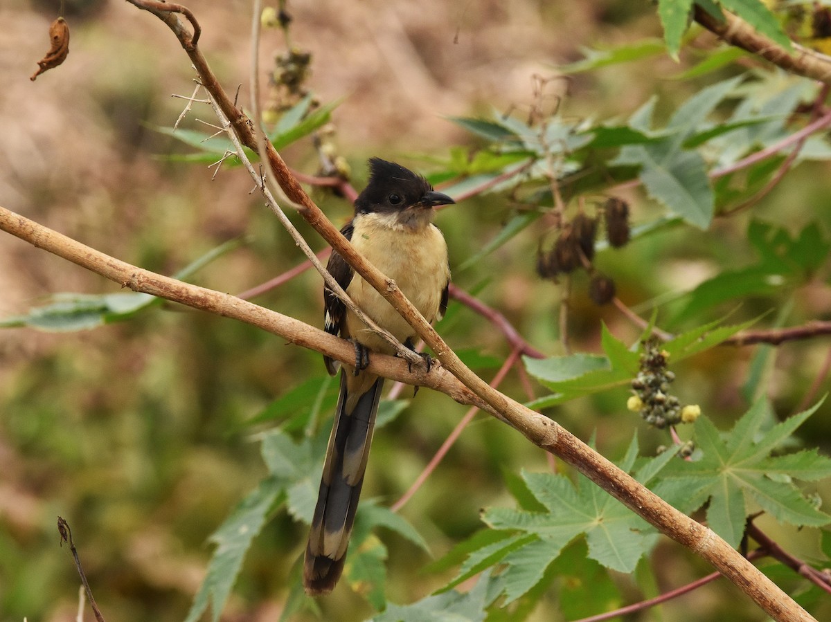Pied Cuckoo - ML646388807