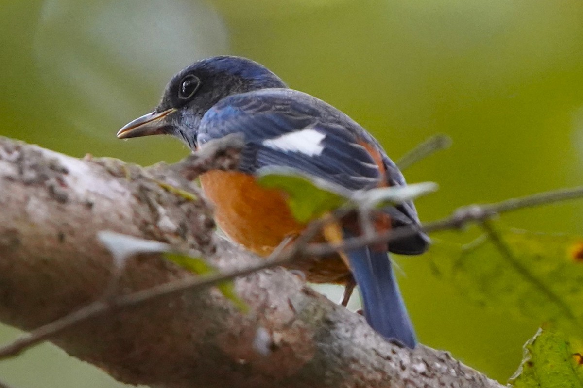 Blue-capped Rock-Thrush - ML646388808