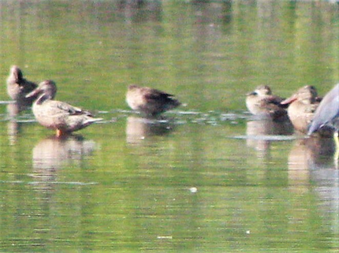 Northern Shoveler - ML646388809
