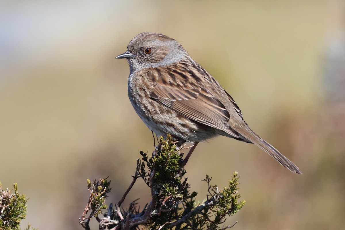 Dunnock - ML646388810