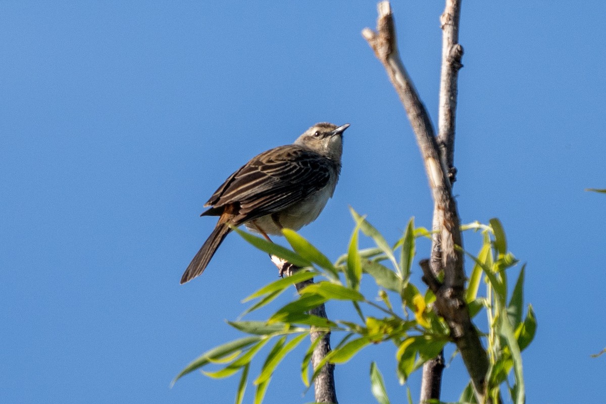 Rufous Songlark - ML646388811
