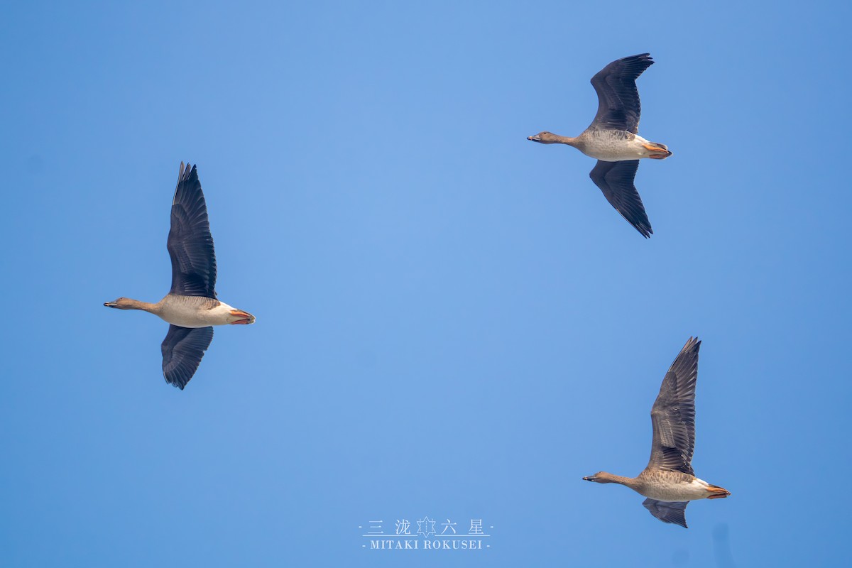 Tundra Bean-Goose - ML646388813