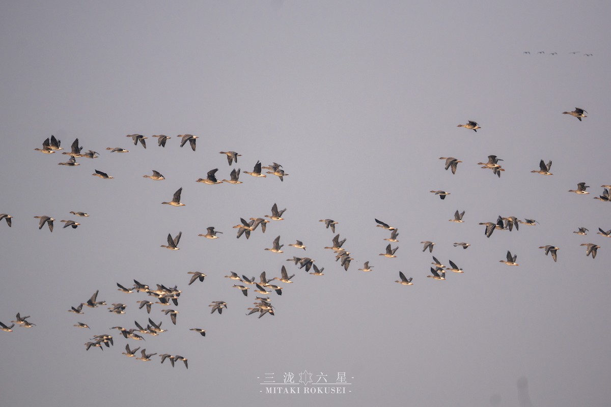 Taiga Bean-Goose - ML646388814