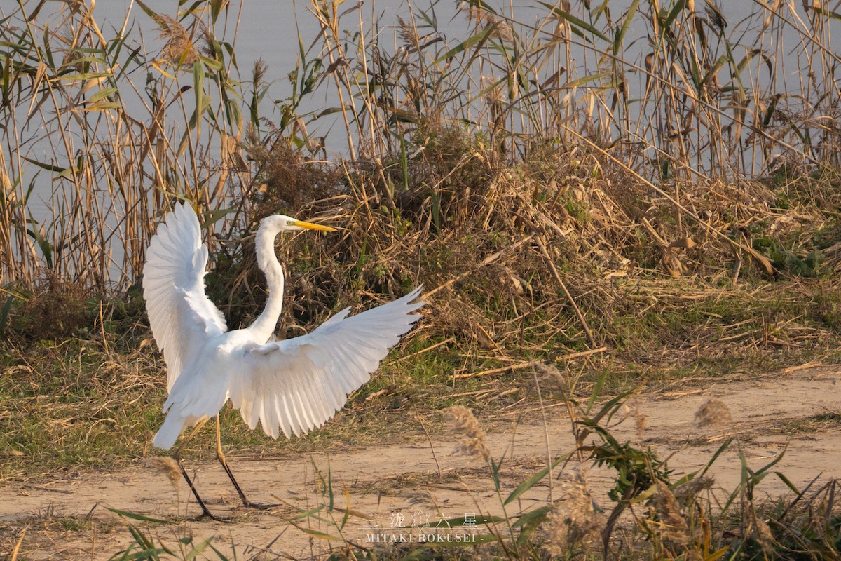 Great Egret - ML646388816