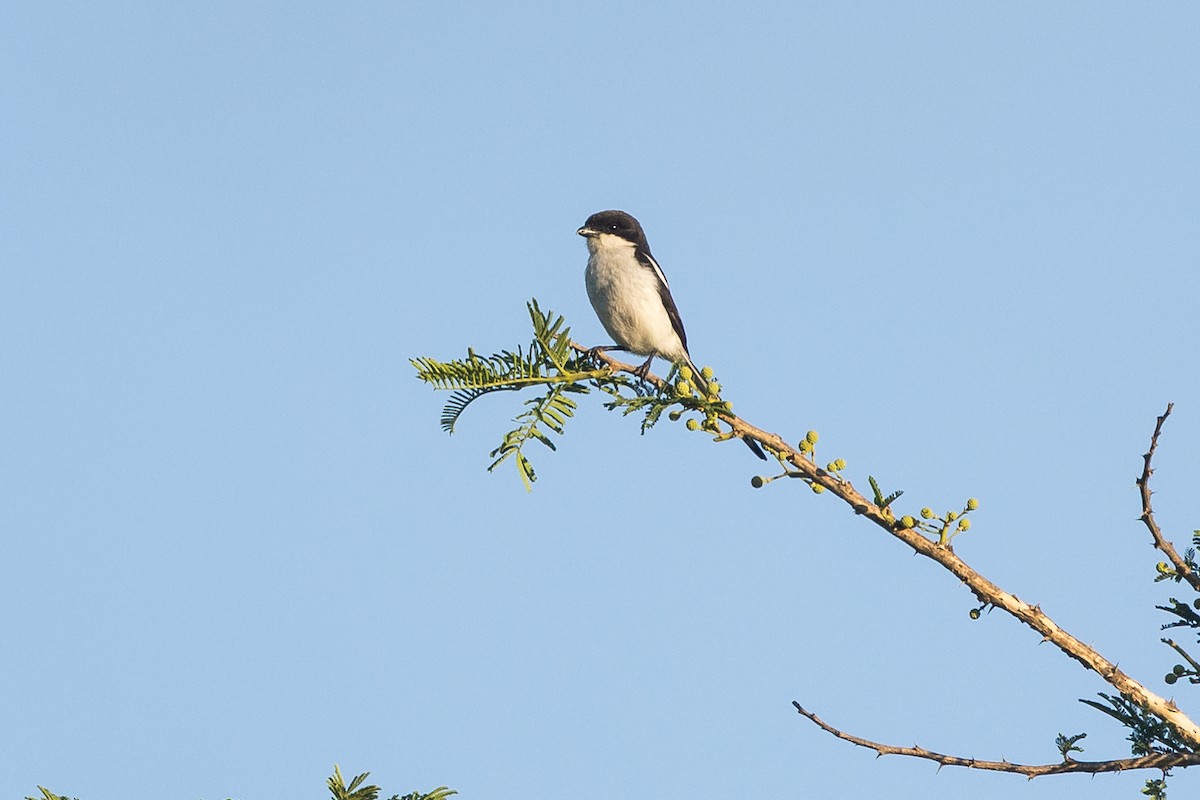 Southern Fiscal - ML646388823