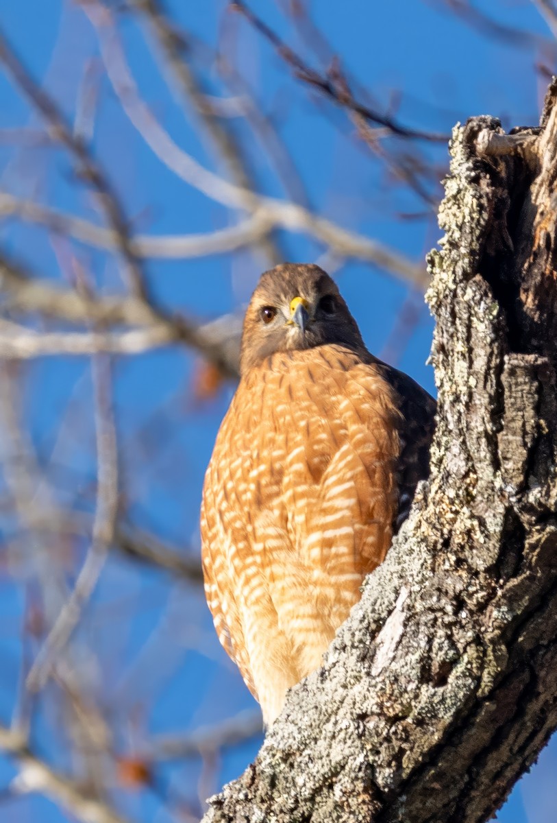 Red-shouldered Hawk - ML646388832