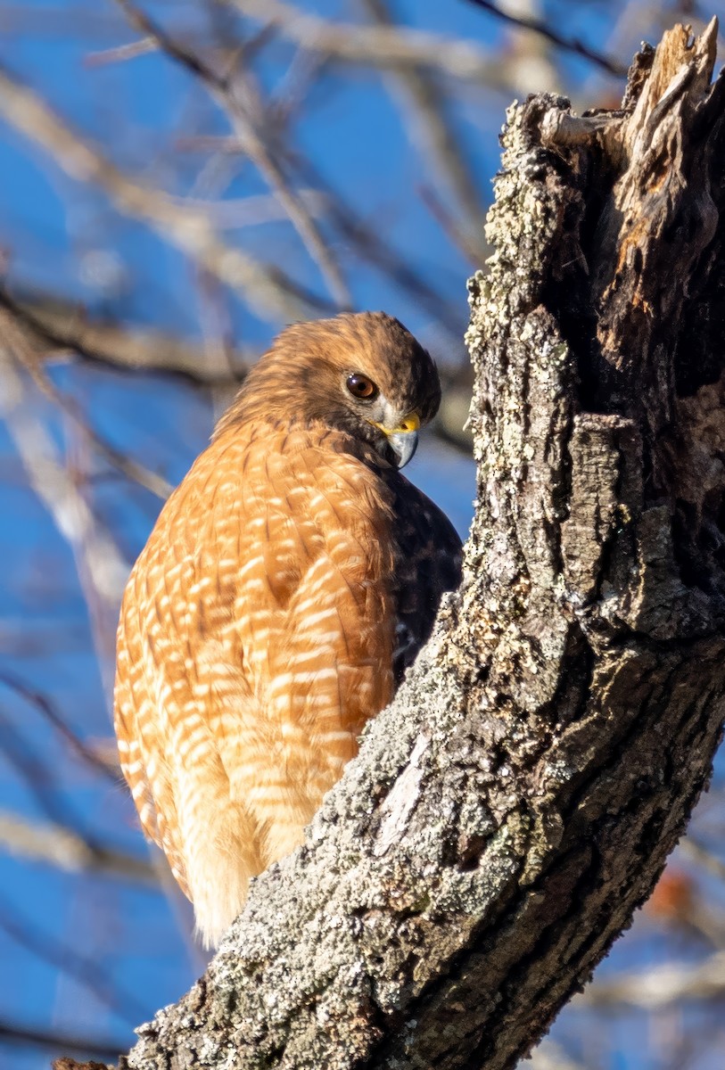 Red-shouldered Hawk - ML646388833