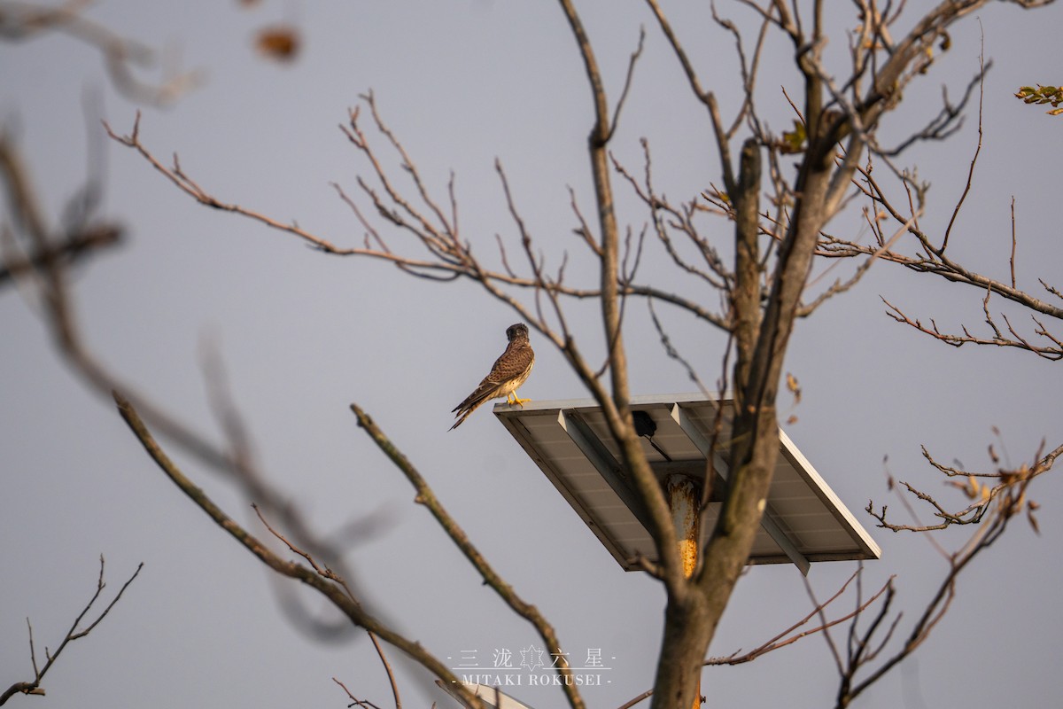 Eurasian Kestrel - ML646388835