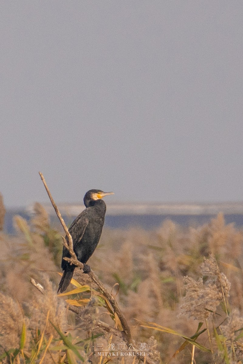 Great Cormorant - ML646388836