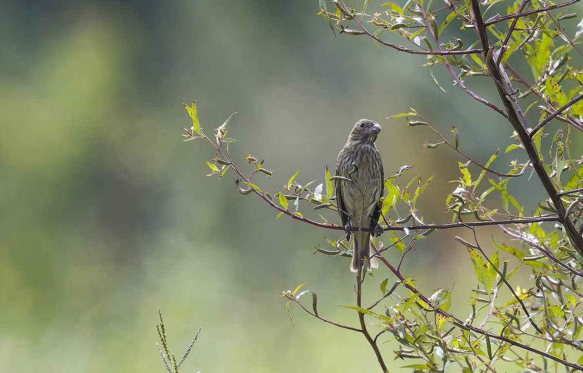 hýl rudý - ML646388837