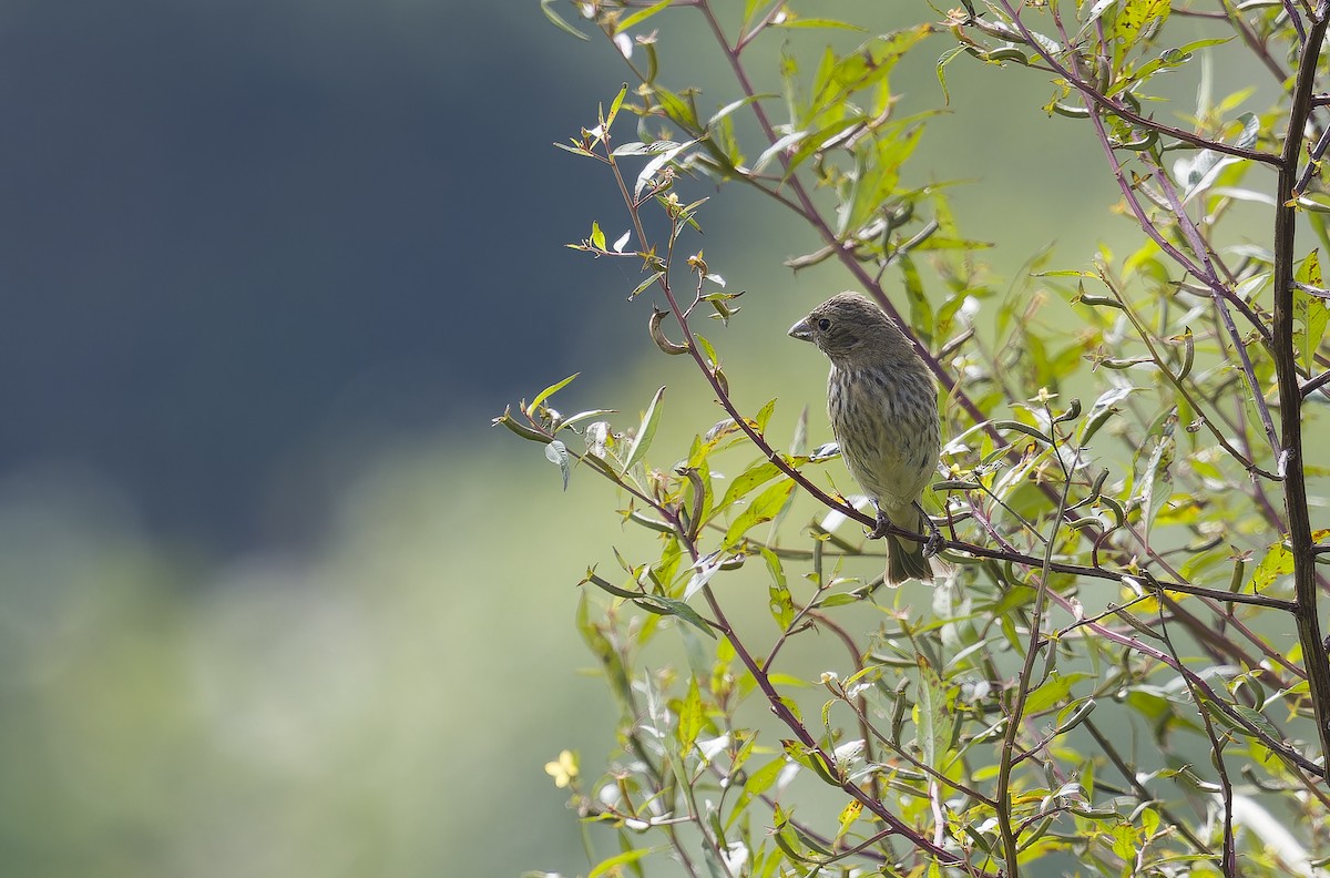 hýl rudý - ML646388838