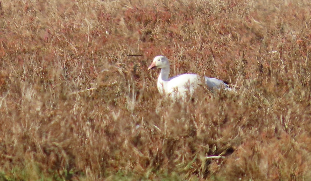 snøgås - ML646388839