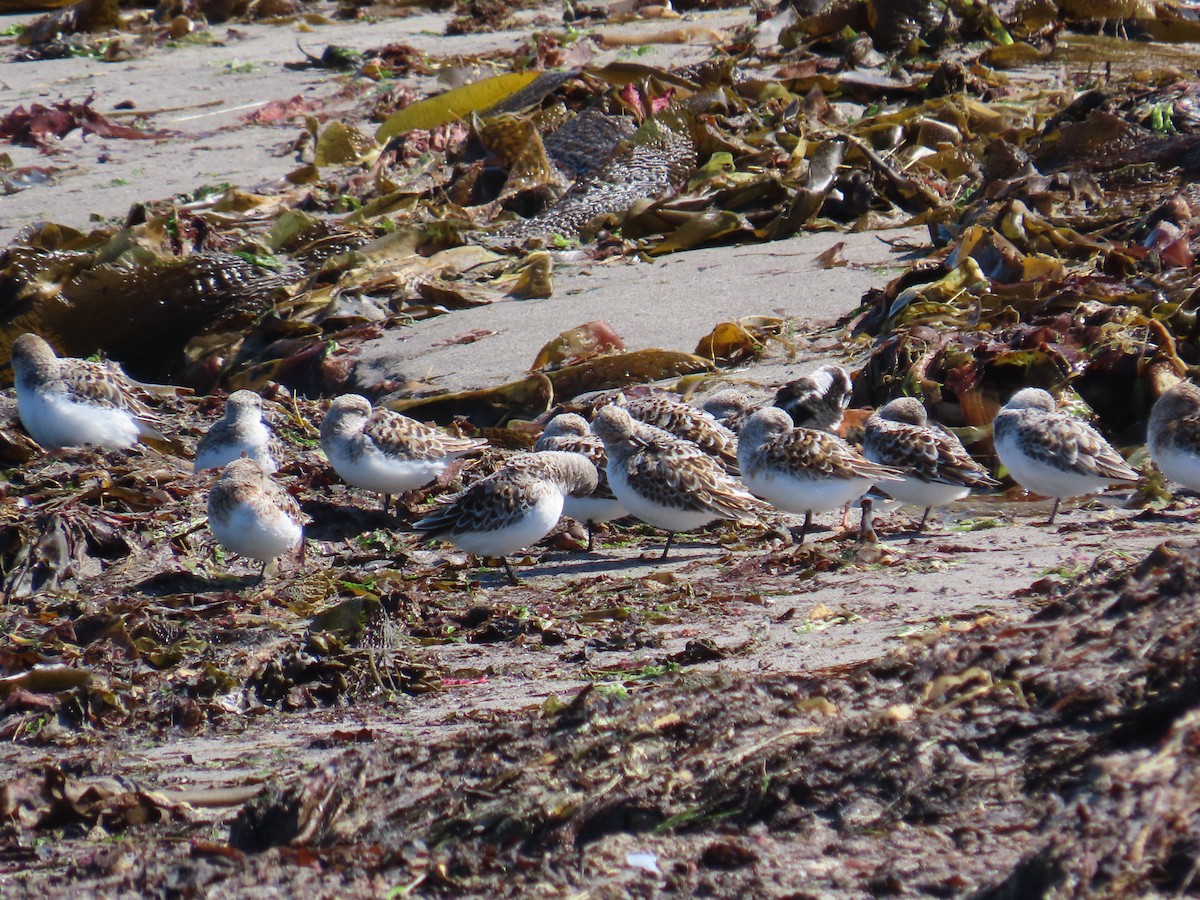 Txirri zuria - ML646388840