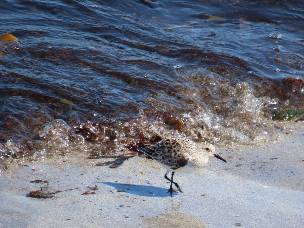 Txirri zuria - ML646388841